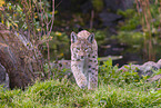 Eurasian Lynx