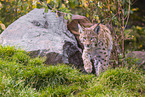 Eurasian Lynx