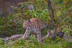 Eurasian Lynx