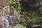 Eurasian Lynx