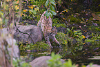 Eurasian Lynx