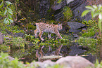 Eurasian Lynx