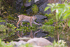 Eurasian Lynx