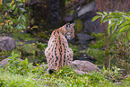 Eurasian Lynx