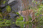 Eurasian Lynx