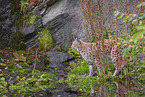 Eurasian Lynx