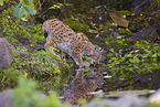 Eurasian Lynx