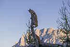 Eurasian Lynxes