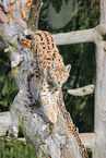 Eurasian Lynx