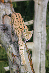 Eurasian Lynx