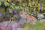 Eurasian Lynx