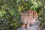 Eurasian Lynx