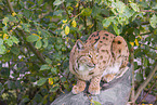 Eurasian Lynx