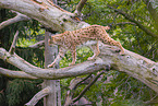 Eurasian Lynx