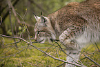 Eurasian Lynx