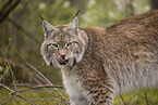 Eurasian Lynx