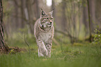 Eurasian Lynx