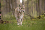 Eurasian Lynx