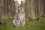 Eurasian Lynx