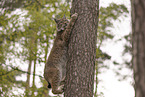 Eurasian Lynx