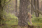 Eurasian Lynx