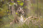 Eurasian Lynx cub