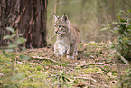Eurasian Lynx cub
