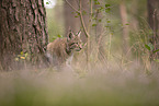 Eurasian Lynx cub