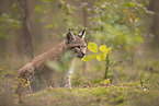Eurasian Lynx cub