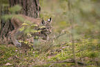 Eurasian Lynx cub