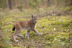 Eurasian Lynx cub