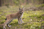 Eurasian Lynx cub