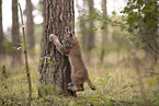 Eurasian Lynx cub