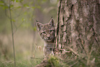 Eurasian Lynx cub