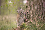 Eurasian Lynx cub