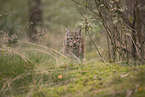 Eurasian Lynx cub