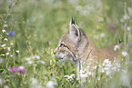 Eurasian Lynx cub