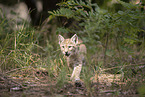 Eurasian Lynx cub