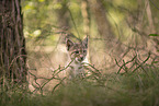 Eurasian Lynx cub