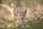 Eurasian Lynx cub