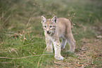 Eurasian Lynx cub