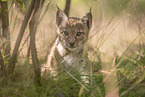 Eurasian Lynx cub