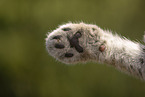 Eurasian Lynx cub