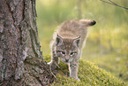 Eurasian Lynx cub