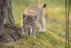 Eurasian Lynx cub