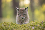 Eurasian Lynx cub