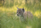 Eurasian Lynx cub
