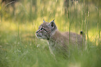 Eurasian Lynx cub