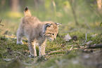 Eurasian Lynx cub