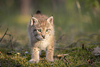 Eurasian Lynx cub